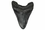 Fossil Megalodon Tooth - South Carolina #340290-1